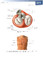 Sobotta  Atlas of Human Anatomy  Trunk, Viscera,Lower Limb Volume2 2006, page 84
